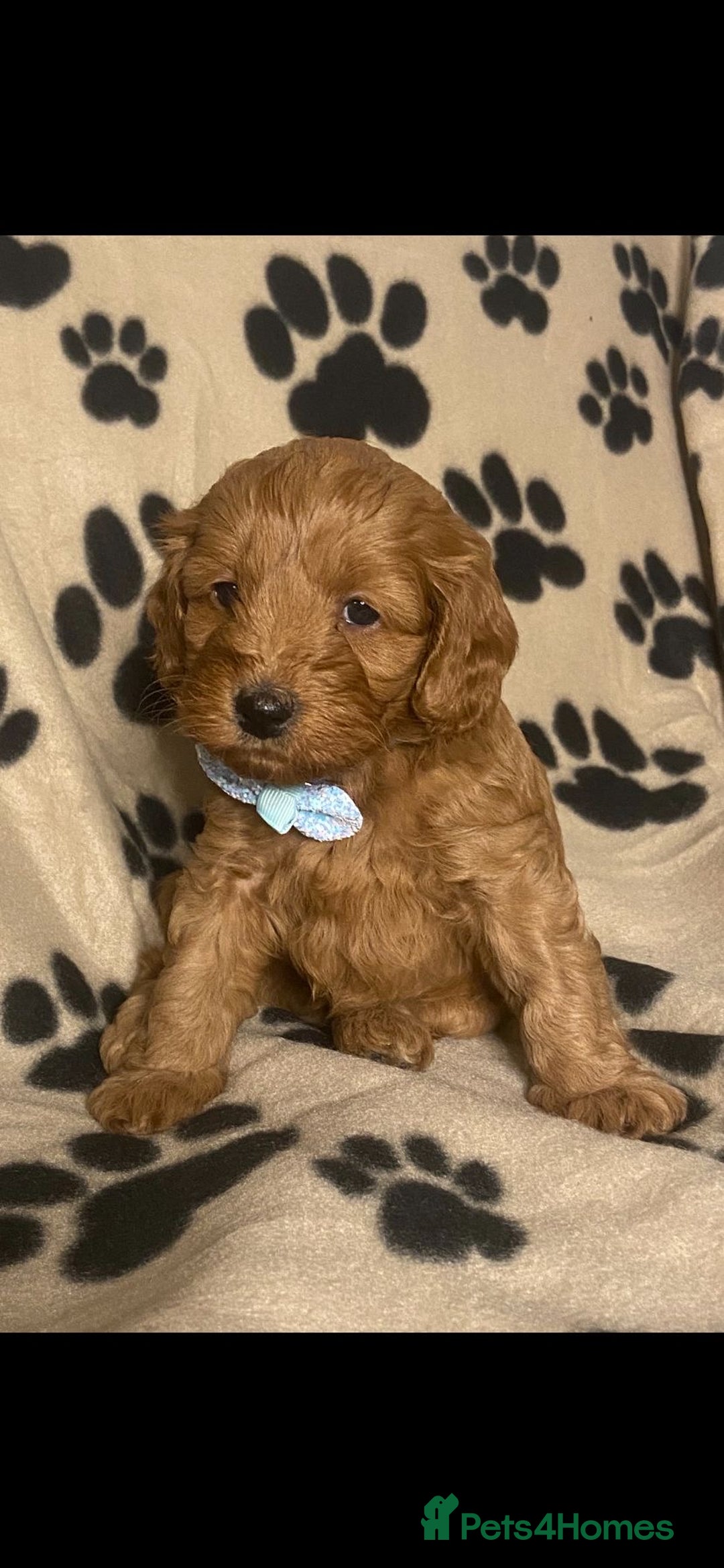 Cavapoochon dogs for sale: 6 Gorgeous Cavapoochon Puppies  - Image 3