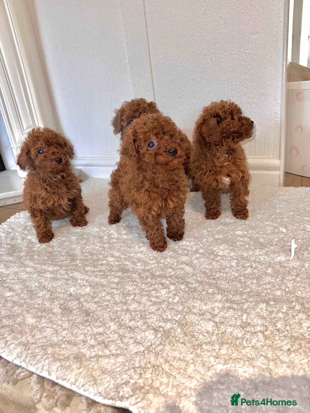 Maltipoo dogs for sale: Red coated maltipoos puppies for sale ♥️🐾 - Advert 10