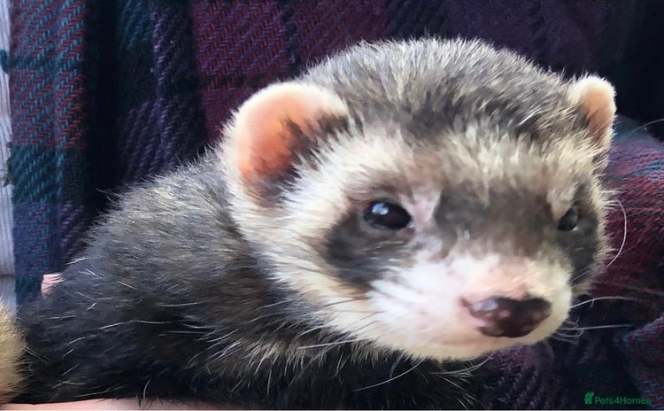 Ferret rodents - Advert 13