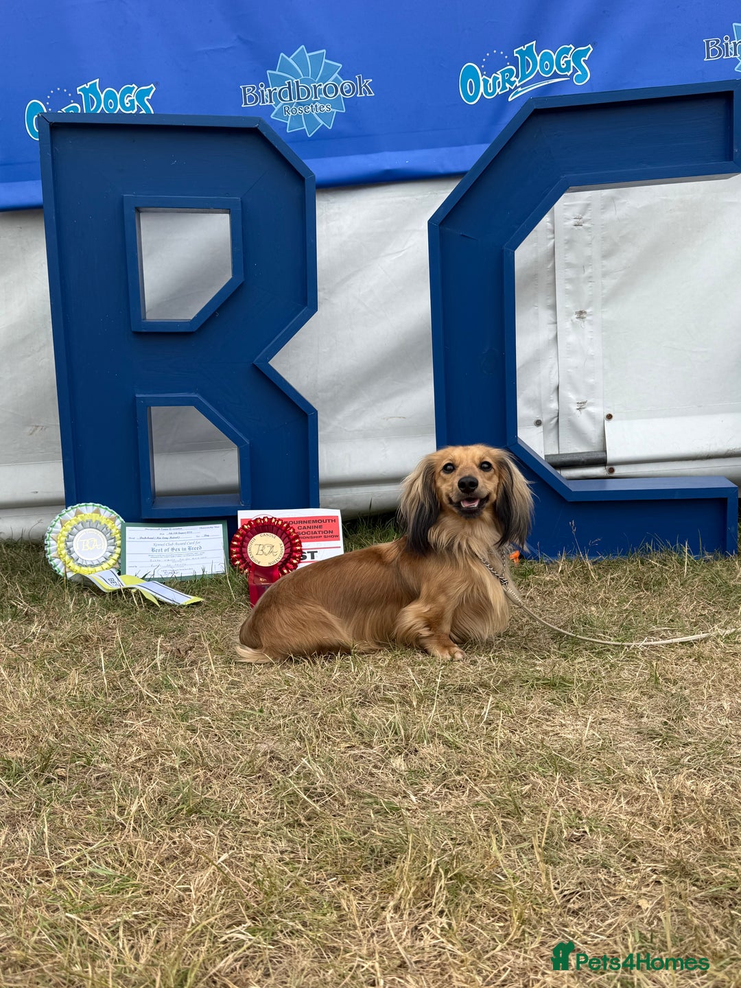 Miniature Dachshund dogs for stud: Quality mini long hair dachshund  - Image 5
