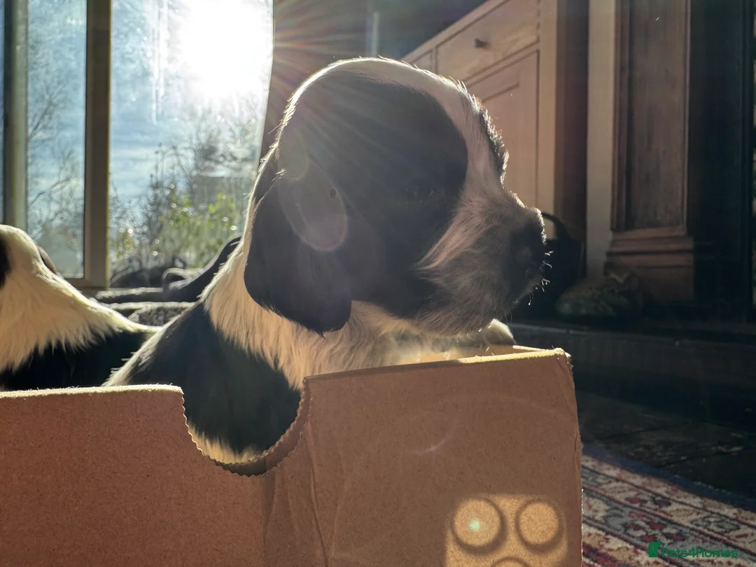 Cocker Spaniel dogs for sale: Cocker Spaniel (show type) puppies  - Advert 8