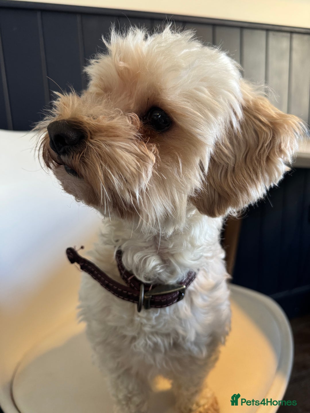 Shihpoo dogs for sale: Shipoo  - Advert 2