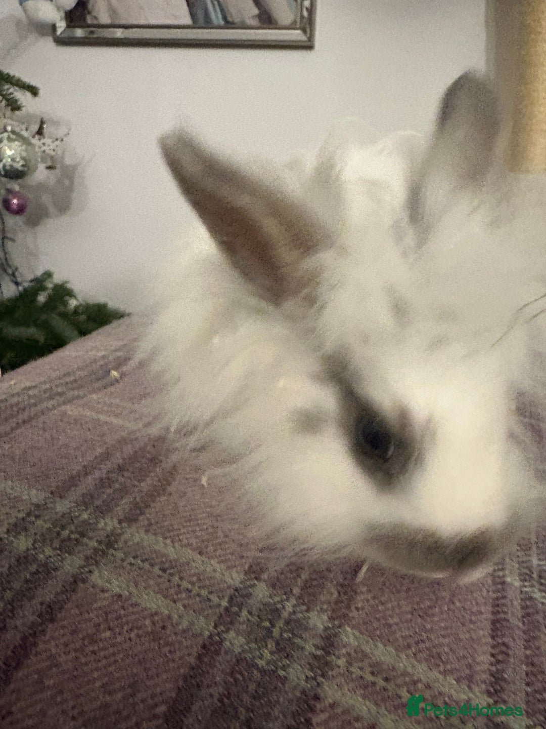 Mixed Breed rabbits for sale: Beautiful babies  - Advert 5