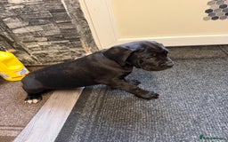 Cane Corso dogs for sale: Cane corso for sale  - Image 4