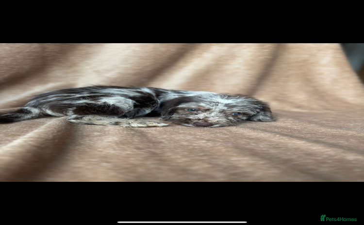 Cockapoo dogs - Advert 1