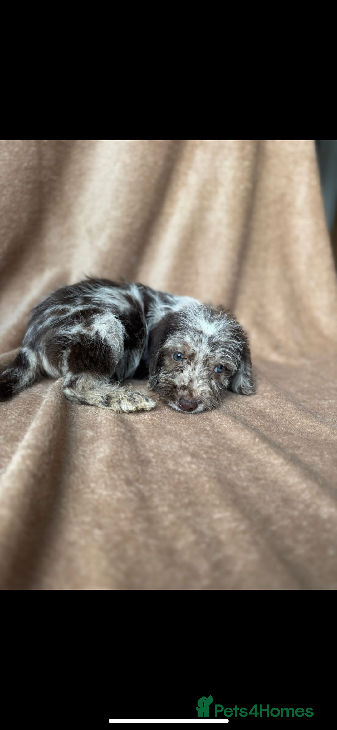 Cockapoo dogs for sale: F1 cockapoos  - Image 1