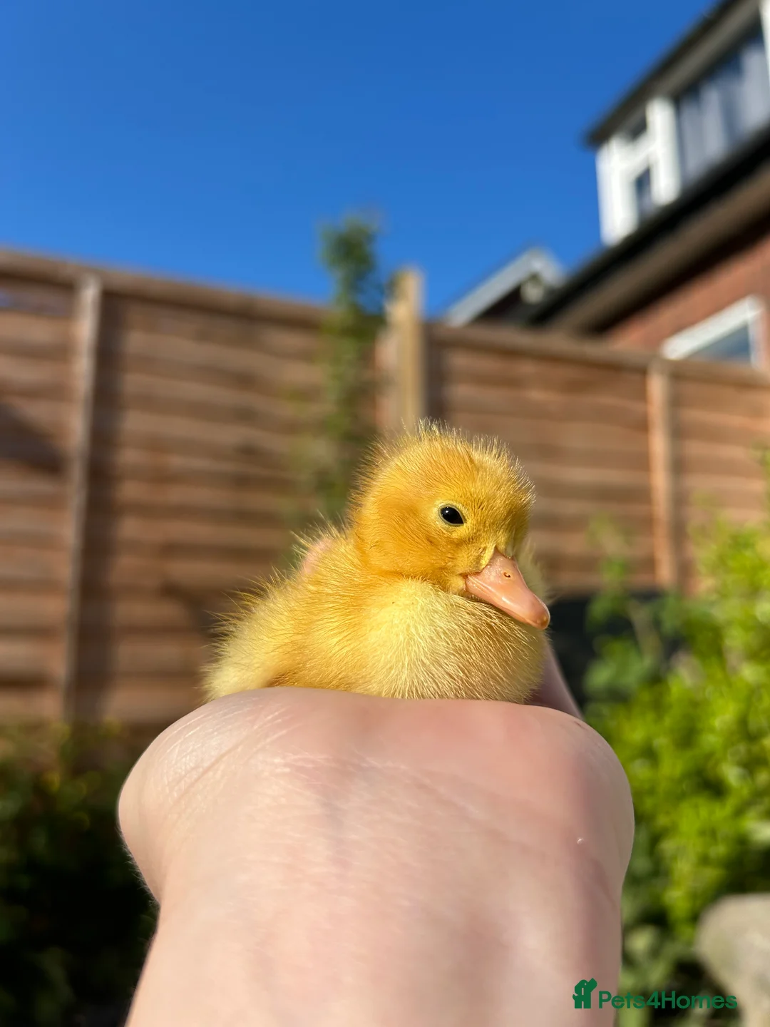 Ducks poultry for sale: Duckling and chicks hatching all 2026 season - Advert 1