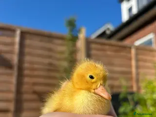 Ducks poultry Duckling and chicks hatching all 2026 season - Advert 1