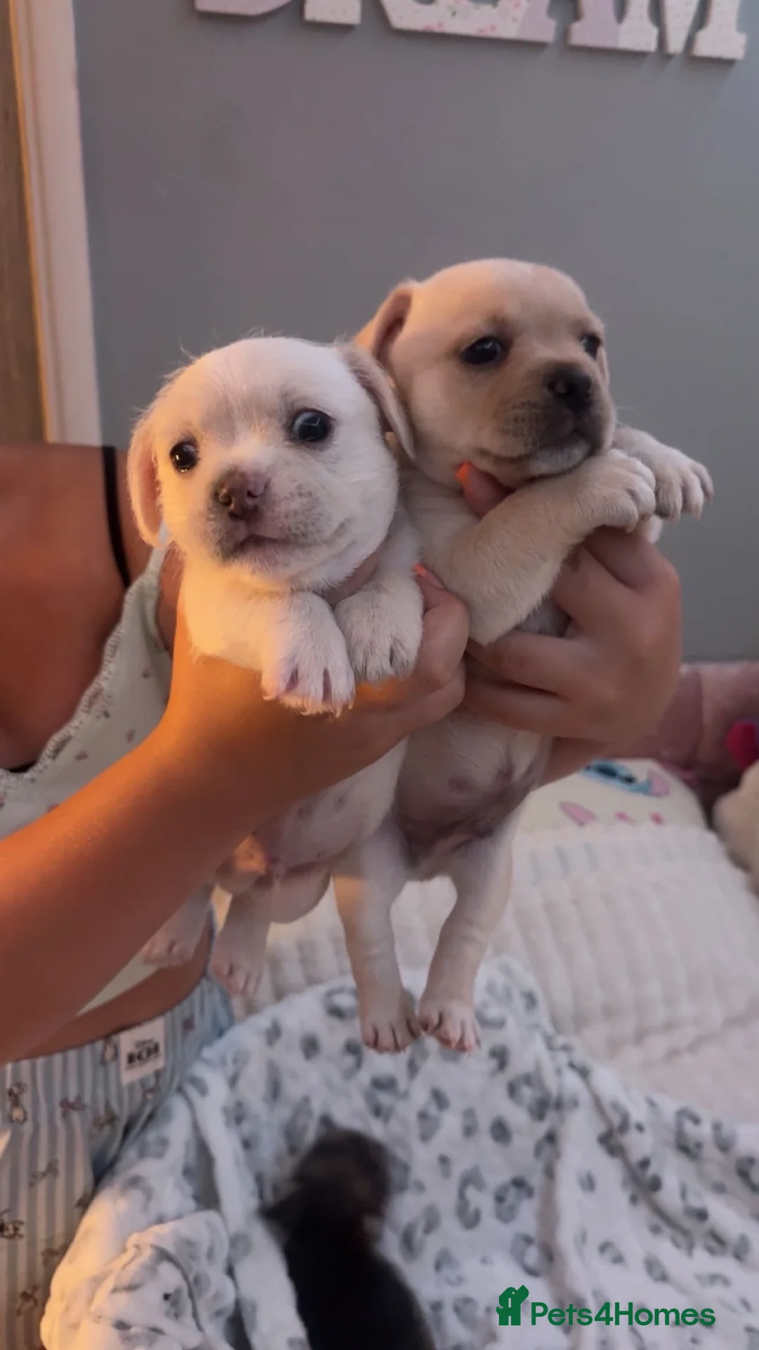 Mixed Breed dogs for sale: French bulldog cross terrier Puppies in Taunton - Advert 1