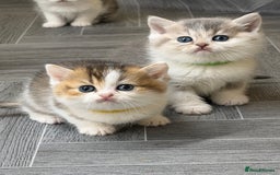 British Shorthair cats for sale: BSH tri- colour golden/blue/white kittens TICA - Image 6