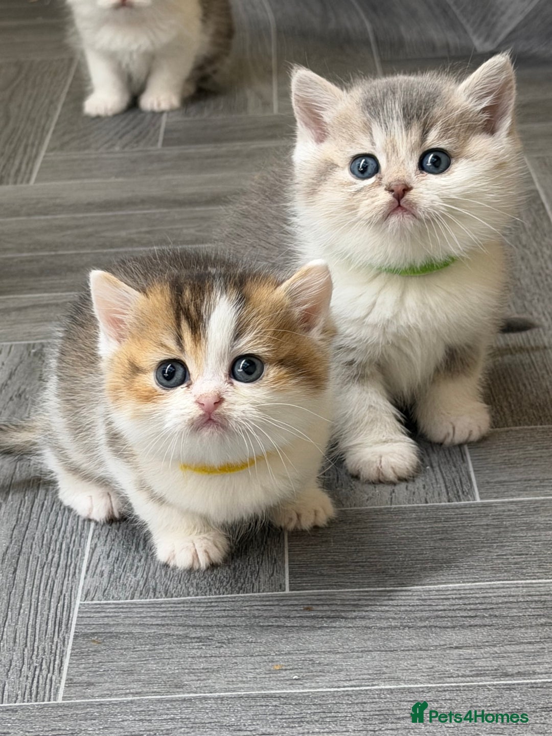 British Shorthair cats for sale: BSH tri- colour golden/blue/white kittens TICA - Image 6