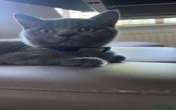 British Shorthair cats for sale: Pedigree male British shorthair  - Image 1