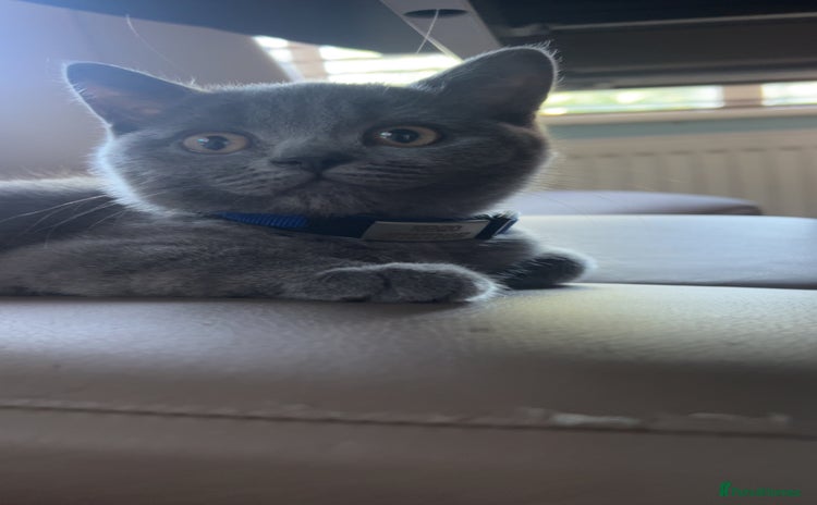 British Shorthair cats - Advert 1