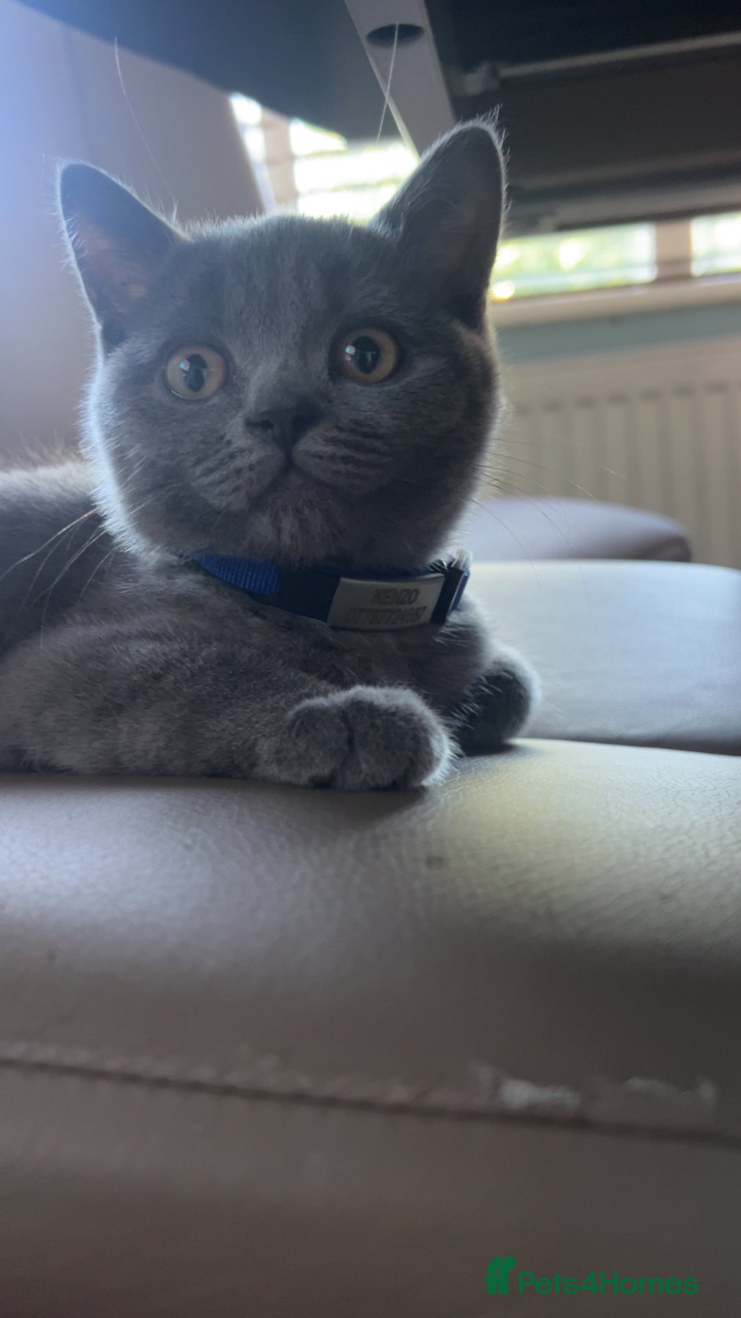 British Shorthair cats for sale: Pedigree male British shorthair  - Image 1