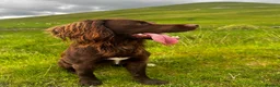 Sprocker dogs for stud: Beautiful chocolate sprocker spaniel for stud! - Advert 4