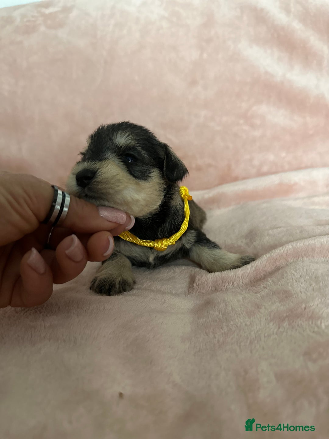 Miniature Schnauzer dogs for sale: OUTSTANDING CHAMPION LINES PUPPIES  - Advert 38
