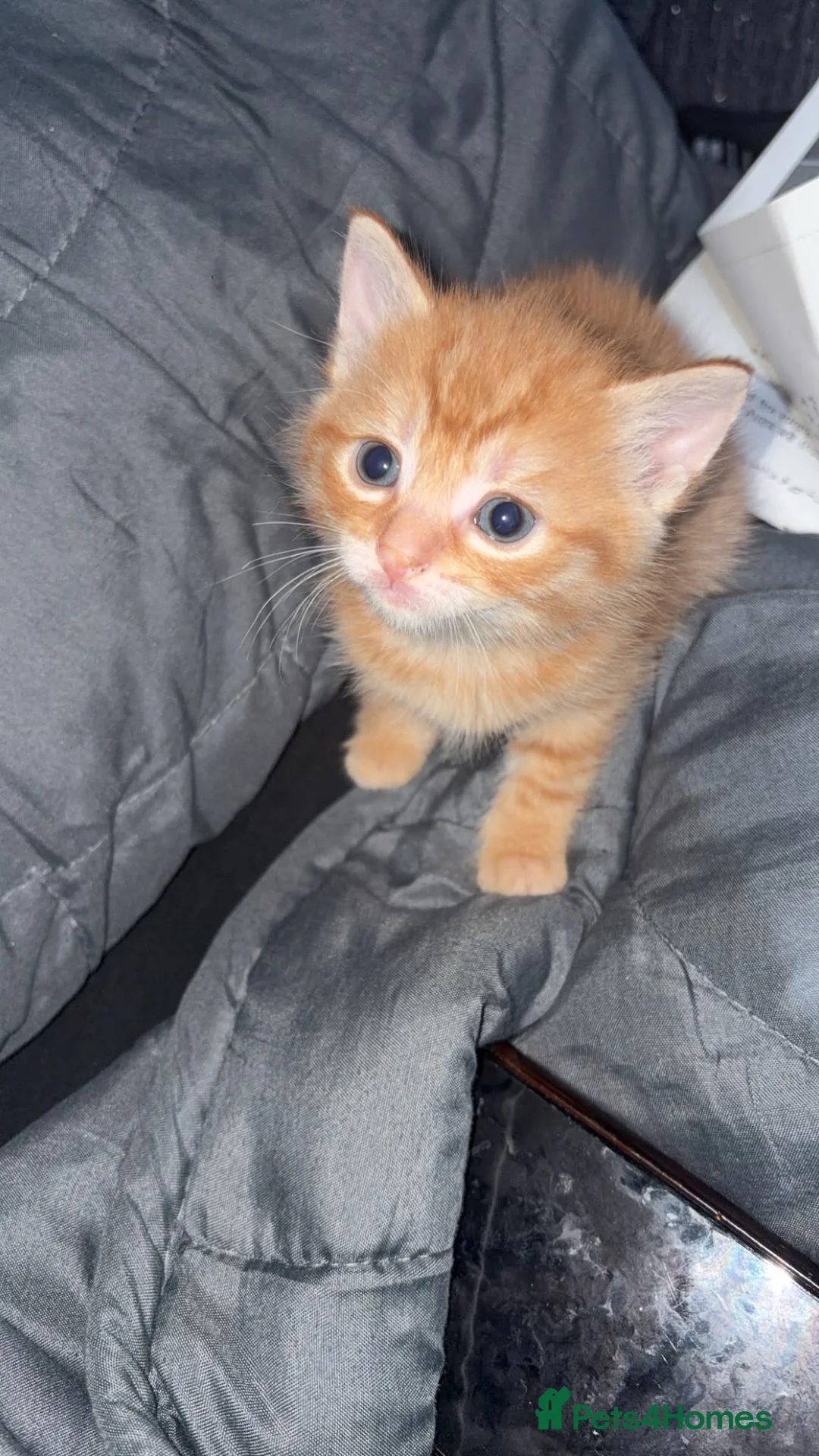 Mixed Breed cats for sale: Beautiful litter of kittens  - Advert 2