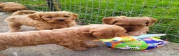 Cavapoo dogs for sale: Beautiful little red cavapoo  in Waltham Cross - Advert 4
