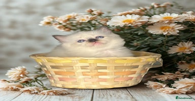 Ragdoll cats - Advert 6