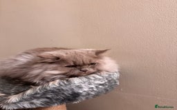 British Longhair cats for sale: Two gorgeous lilac British longhair  - Image 4