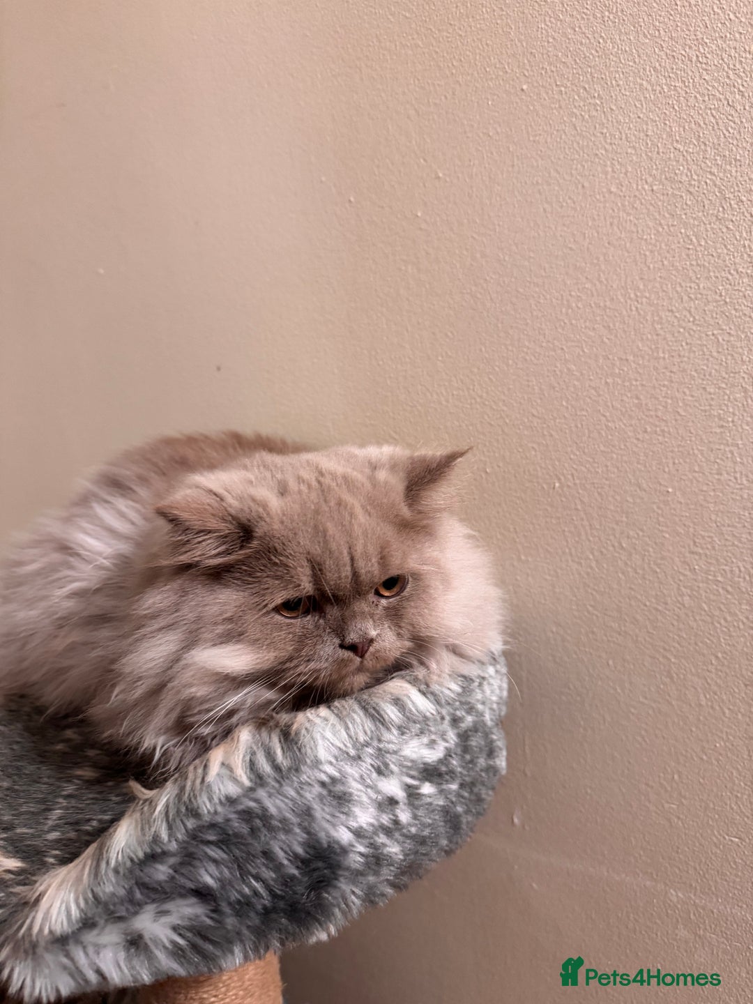 British Longhair cats for sale: Two gorgeous lilac British longhair  - Image 4