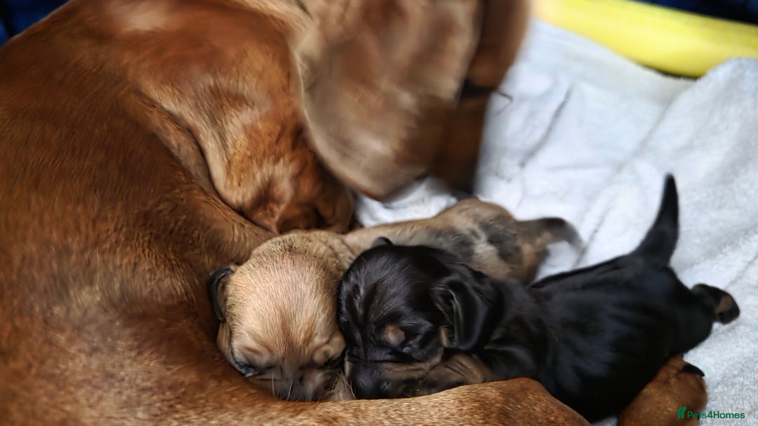 Miniature Dachshund dogs for sale: 🐶 Stunning Black & Tan Miniature Dachshund Puppy - Image 9