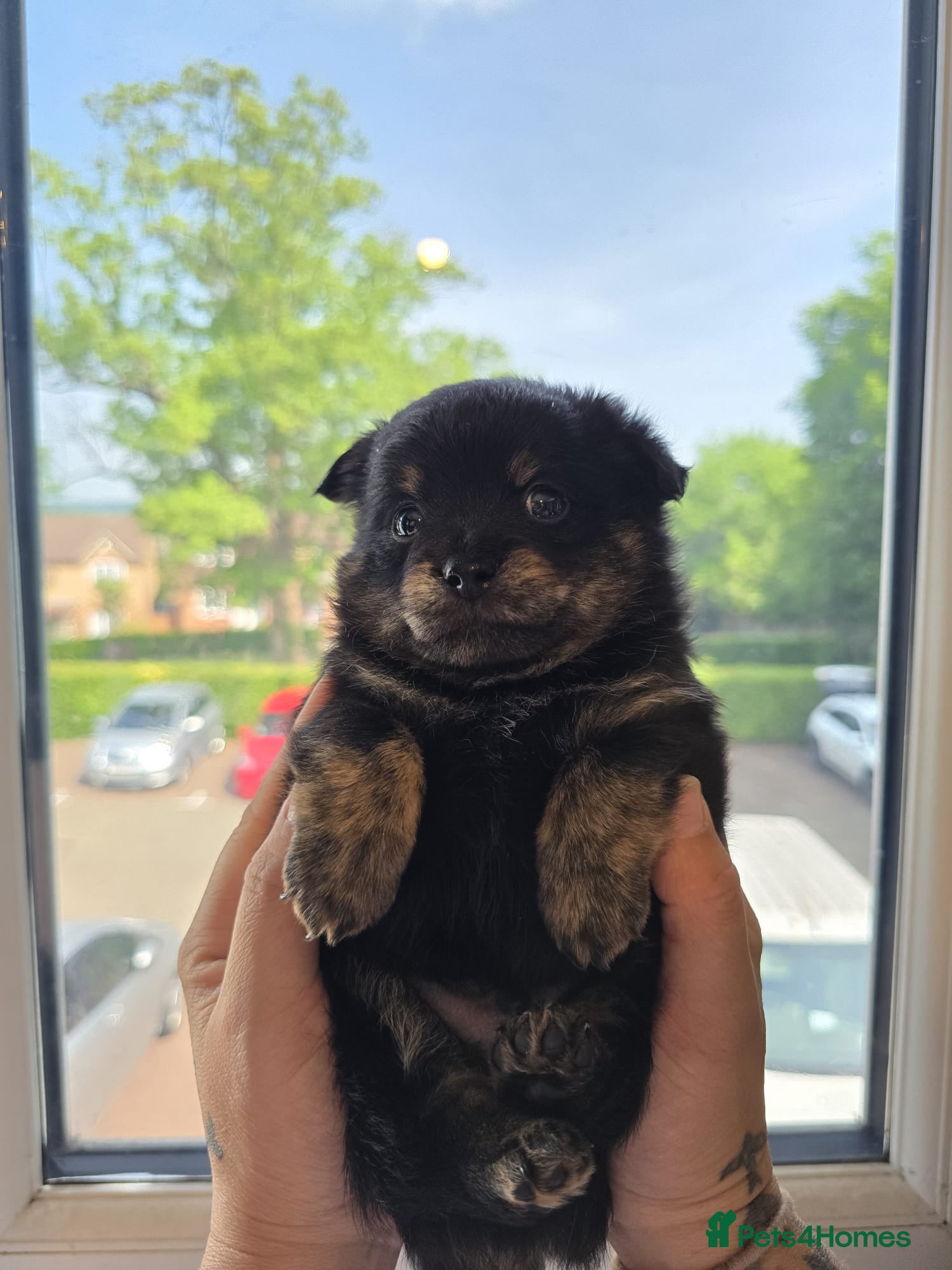 Mixed Breed dogs 4 Beautiful Pomchi x Ready to Reserve - Advert 9