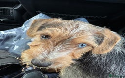 Mixed Breed dogs for sale: Bruno yorkie cross sausage dog  - Image 6
