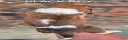 Basset Hound dogs for sale: KC BASSET HOUND PUPPIES FROM HEALTH TESTED PARENTS - Advert 11