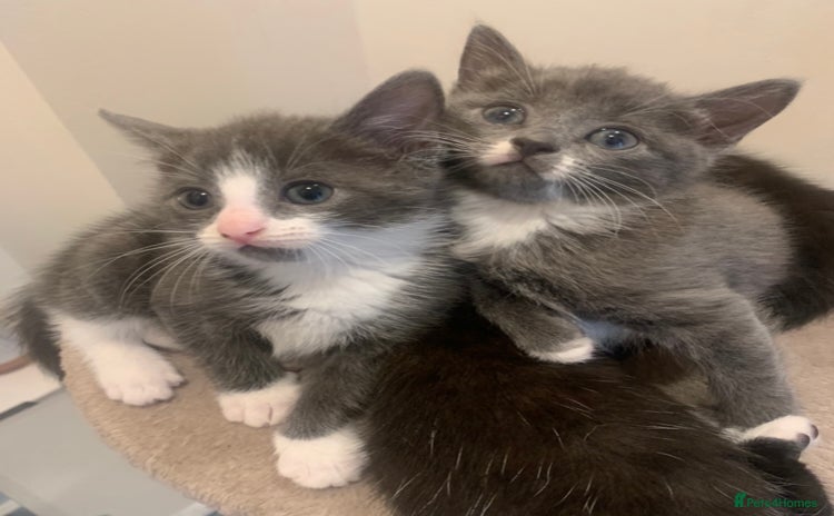 Mixed Breed cats - Advert 10