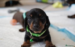 Miniature Dachshund dogs for sale: Miniature Smooth-Haired Dachshunds  - Image 16
