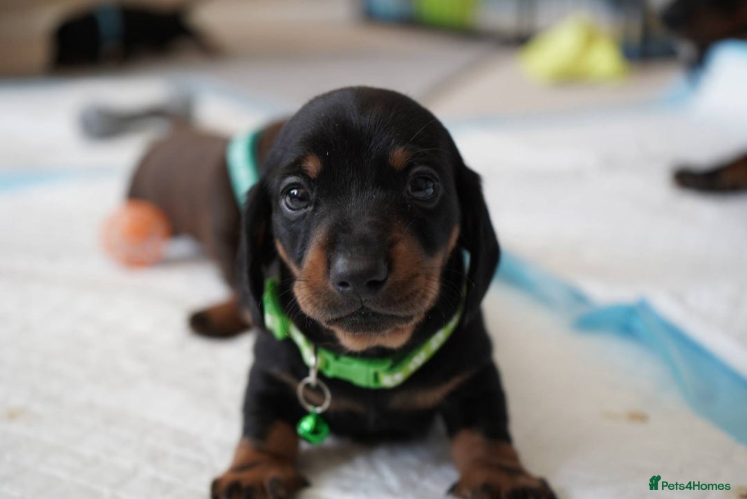 Miniature Dachshund dogs for sale: Miniature Smooth-Haired Dachshunds  - Image 16