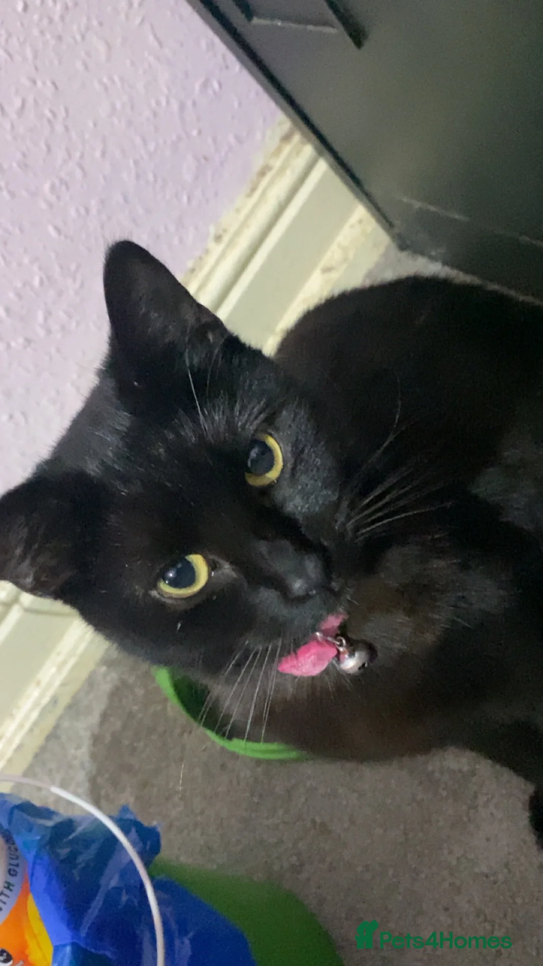 Bombay cats for sale: beautiful kittens for sale  - Advert 1
