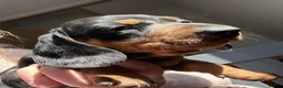 Miniature Dachshund dogs for sale: Minature Dachshund Pups - Advert 10