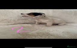 Mixed Breed dogs for sale: Sealyham x Jack Russell - Image 6