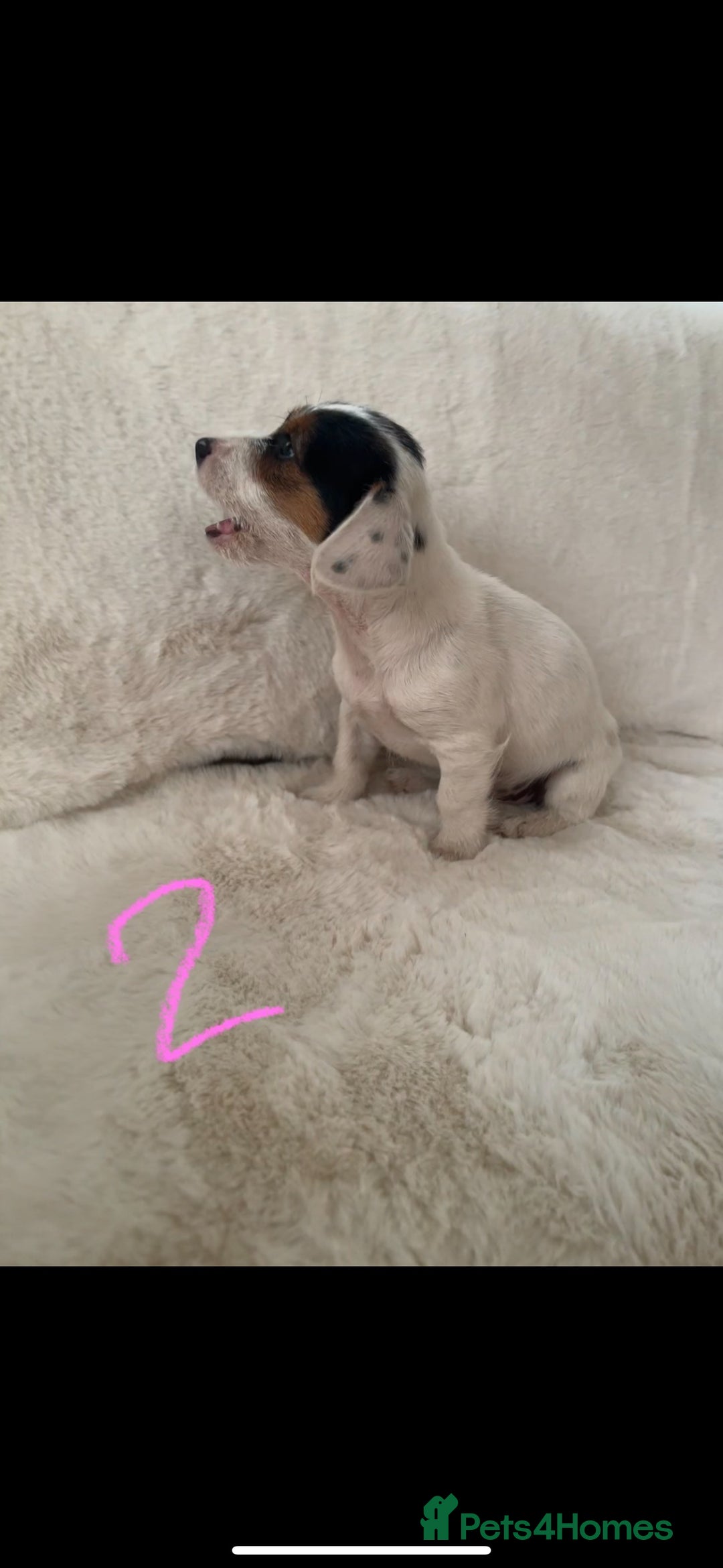Mixed Breed dogs for sale: Sealyham x Jack Russell - Image 6