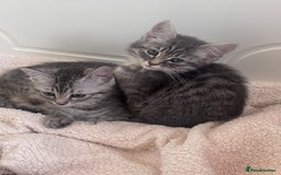 Ragdoll cats for sale: Ragdoll Cross Maine Coon Kitten  - Image 11