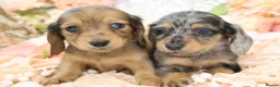 Miniature Dachshund dogs for sale: KC Longhair Miniature Dachshund Puppies - Advert 5