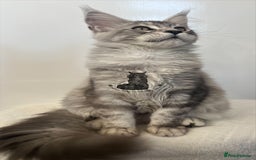 Maine Coon cats for sale: Maine Coon boy male blue silver tabby TICA ready  - Advert 8