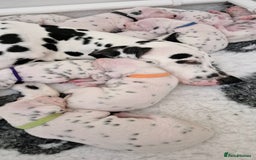 Dalmatian dogs for sale: 3 males available - Image 4