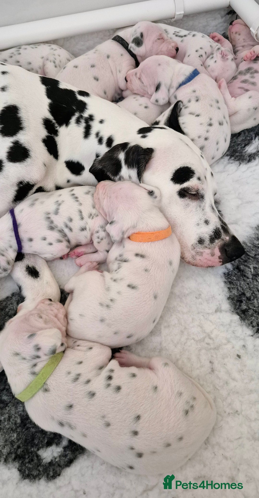 Dalmatian dogs for sale: 3 males available - Image 4