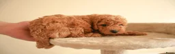 Cockapoo dogs for sale: Gorgeous Cockapoo For Sale  - Advert 13
