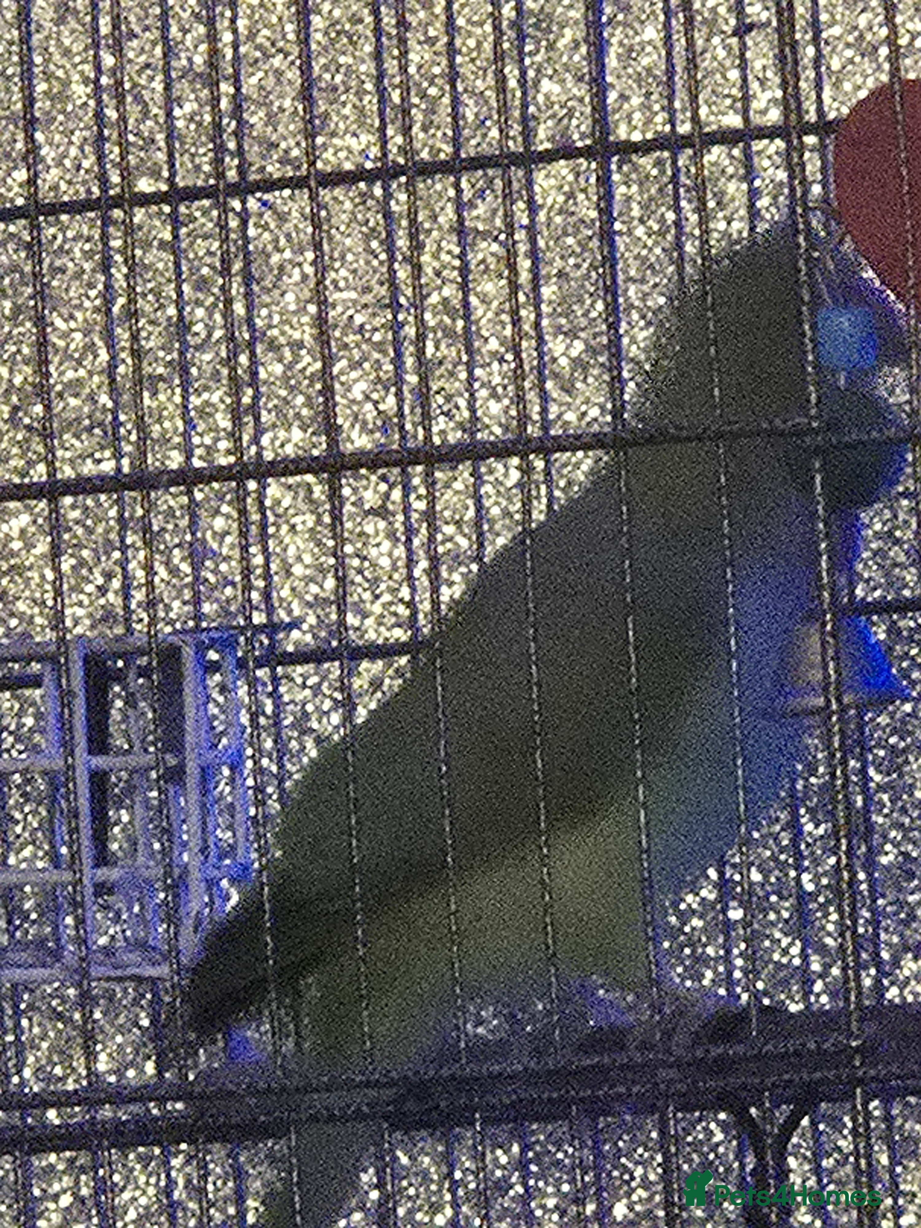 Ringnecks birds Male and female ringneck parrots  - Advert 2