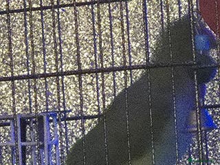 Ringnecks birds Male and female ringneck parrots - Advert 3