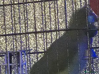 Ringnecks birds Male and female ringneck parrots - Advert 20