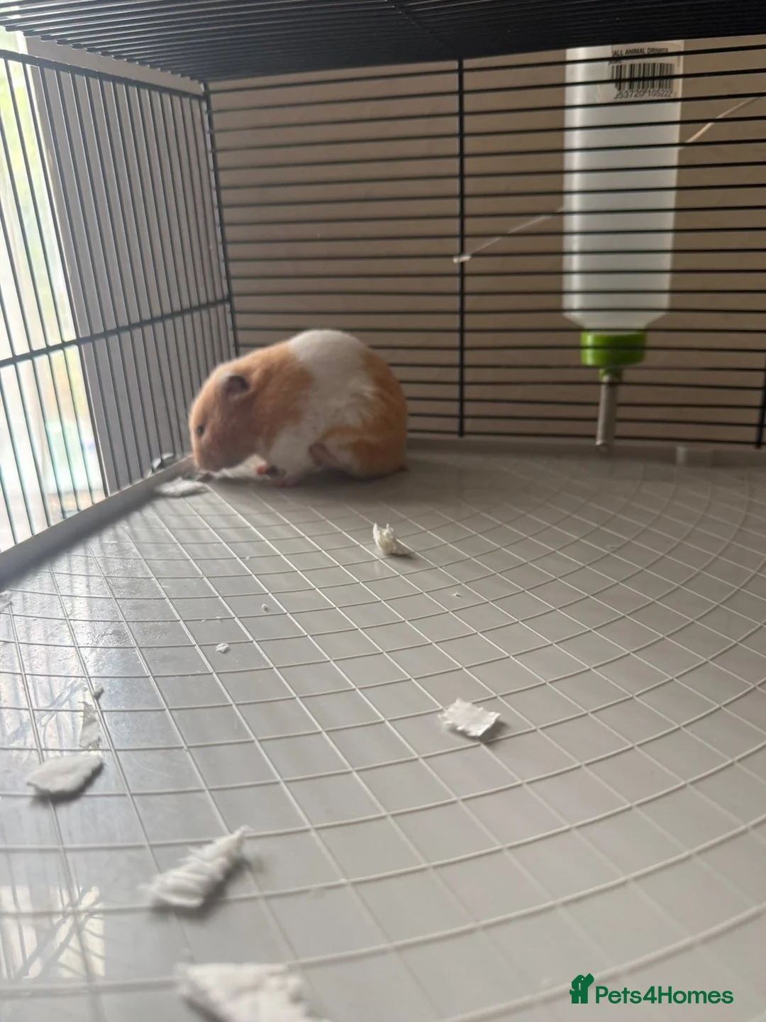 Hamster rodents for sale: Gorgeous Female Hamster Available in Leatherhead - Advert 2