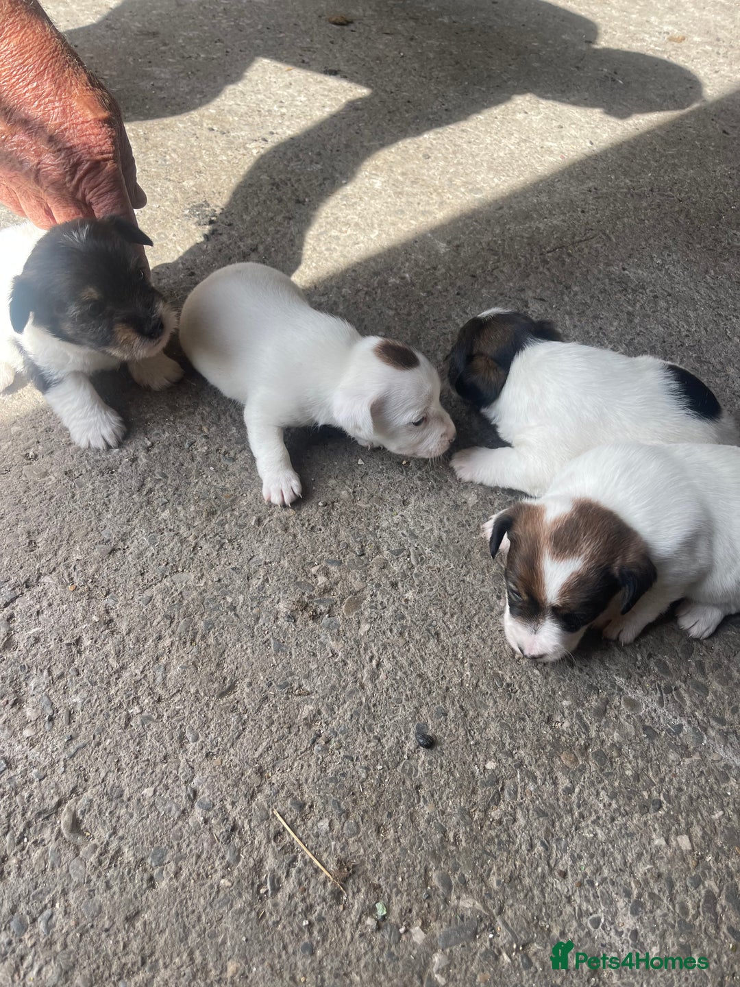 Jack Russell dogs for sale: Jack russel puppies - Image 6