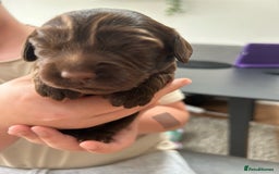 Cocker Spaniel dogs for sale: Chocolate Cocker Spaniel’s  in Crook - Image 7