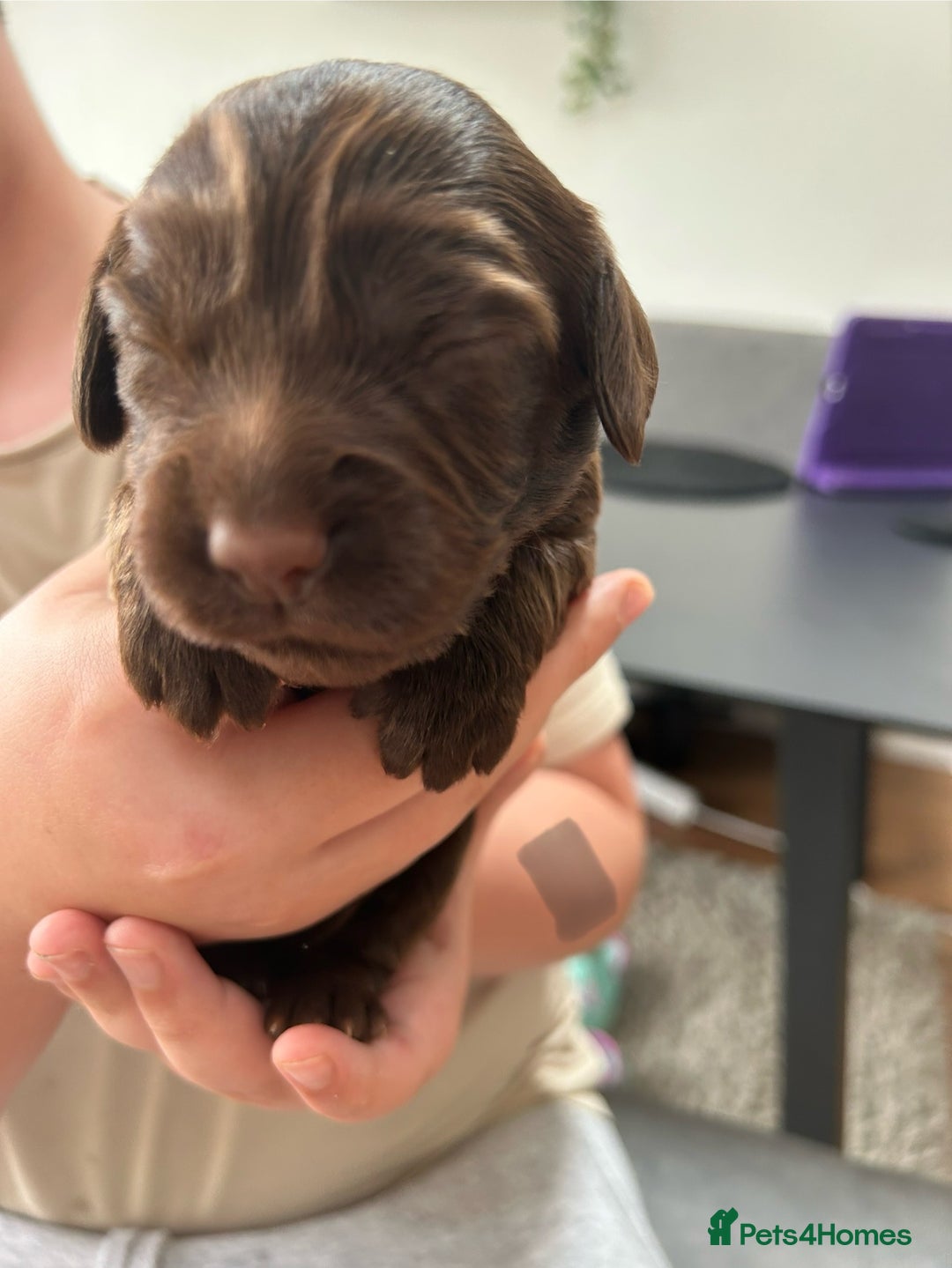 Cocker Spaniel dogs for sale: Chocolate Cocker Spaniel’s  in Crook - Image 7