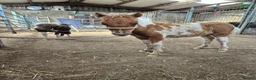 Shetland pony horses for sale: Miniature Shetlands looking for new homes - Advert 6